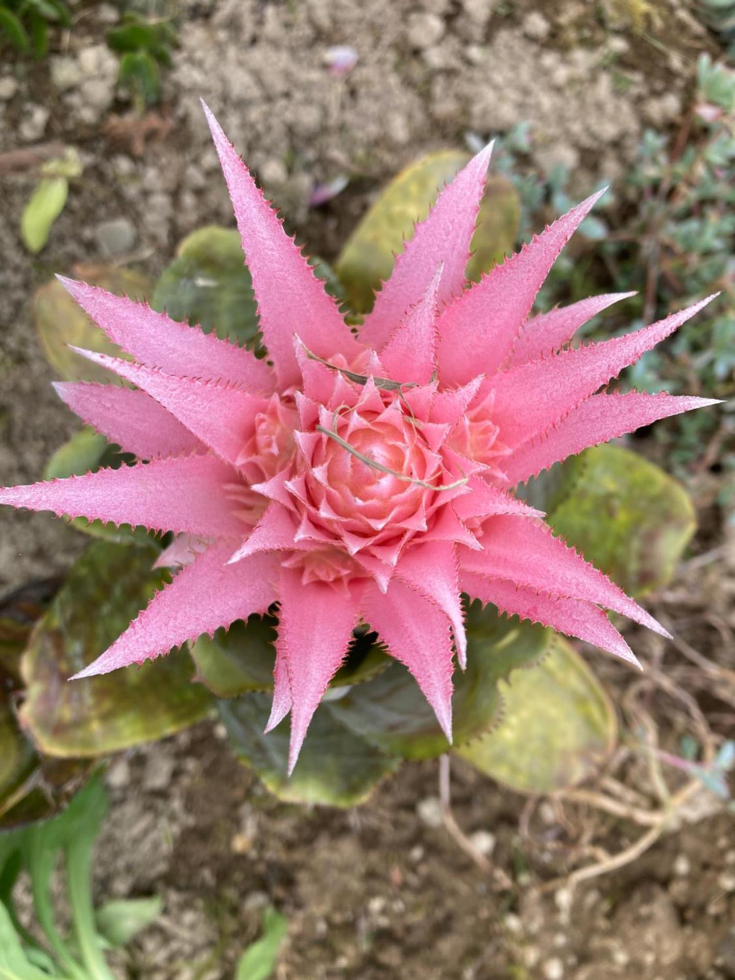 Quinta Das Palmeiras Повуасан Екстер'єр фото